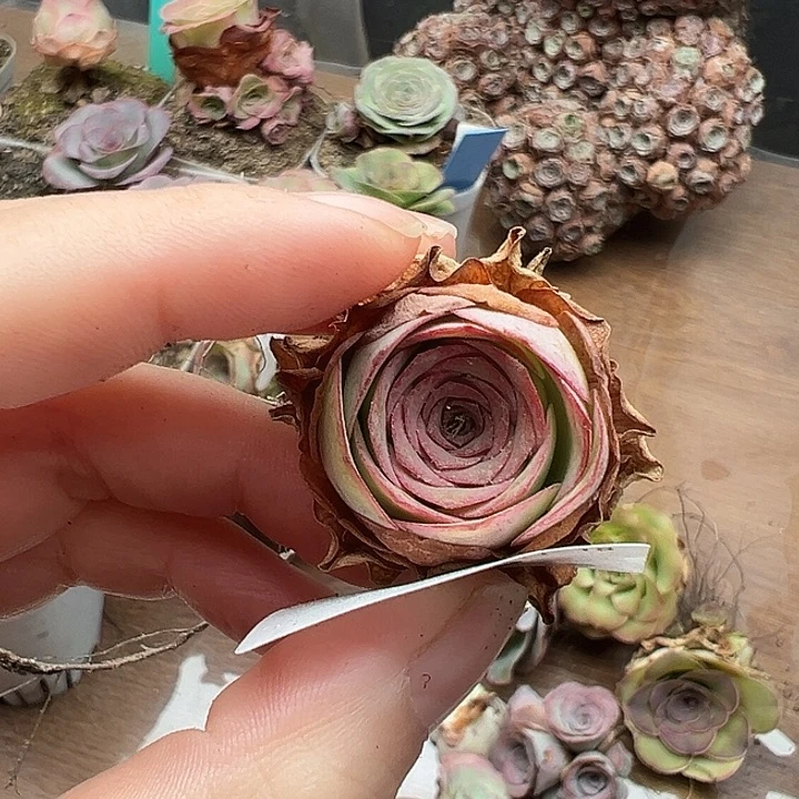苗苗79开播福利特价