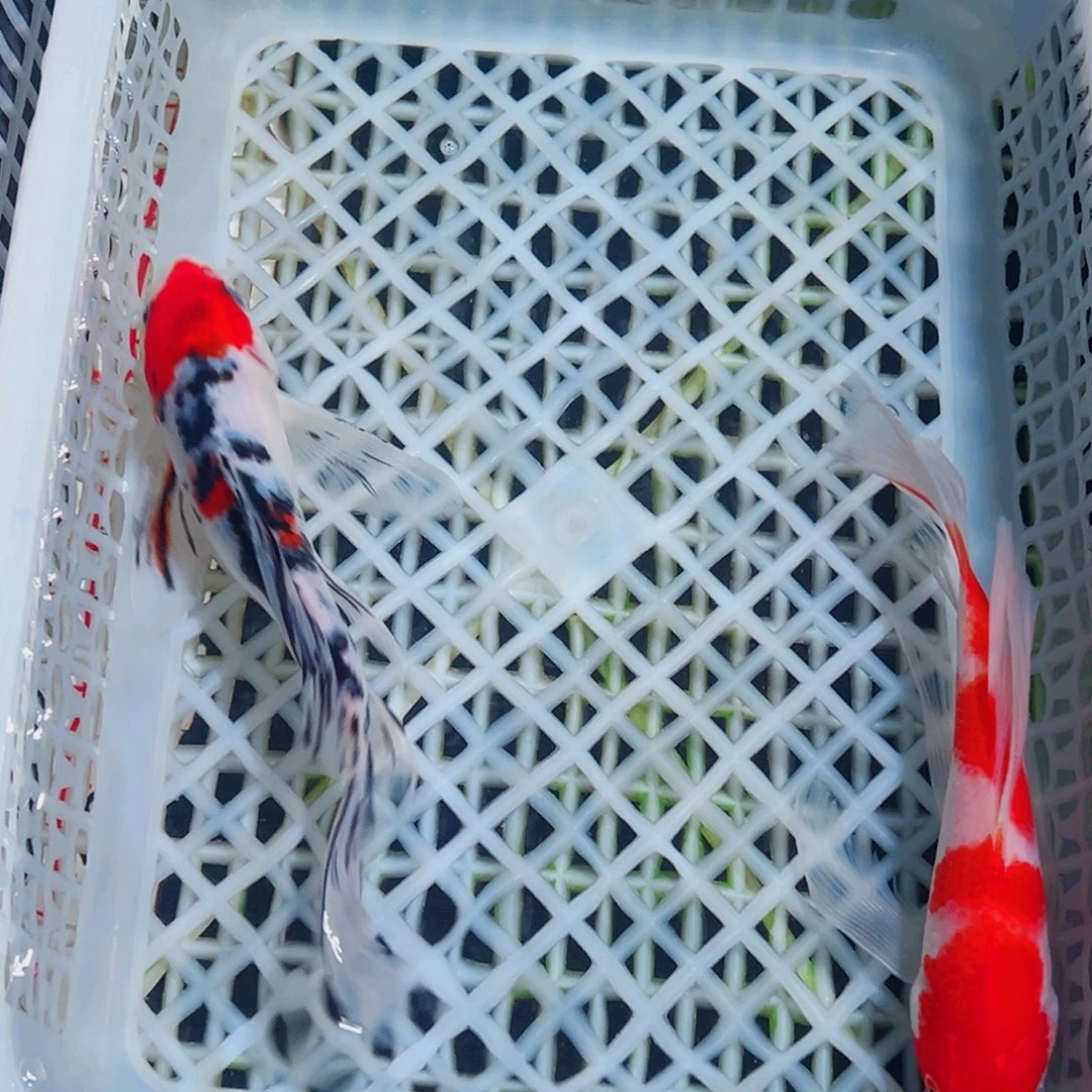 锦鲤锦鲤观赏鱼1111