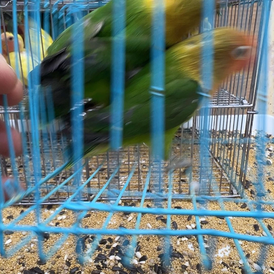 桃脸牡丹鹦鹉微瑕两只绿牡丹包活三天