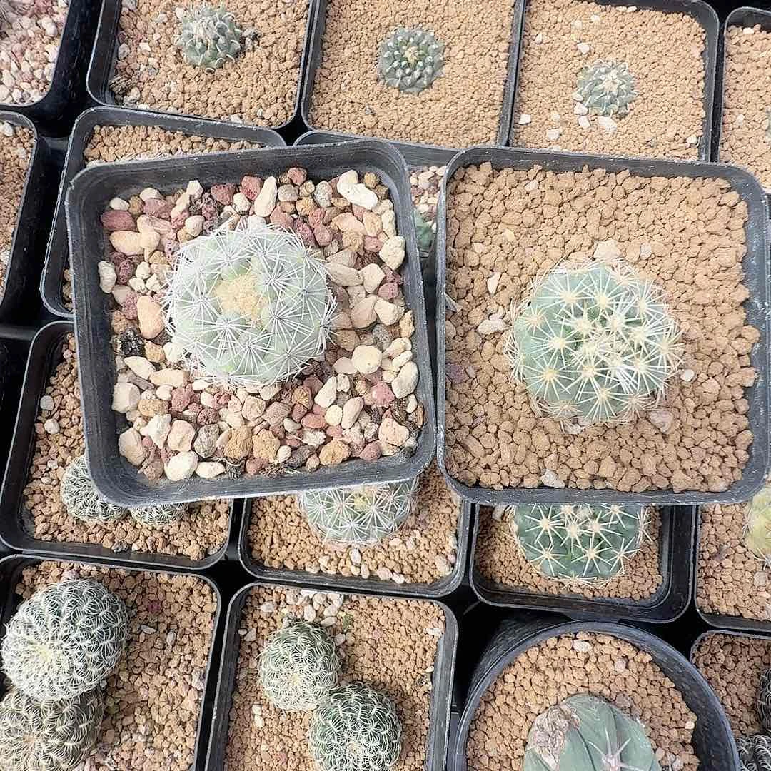 实生顶花球两颗脱土发货