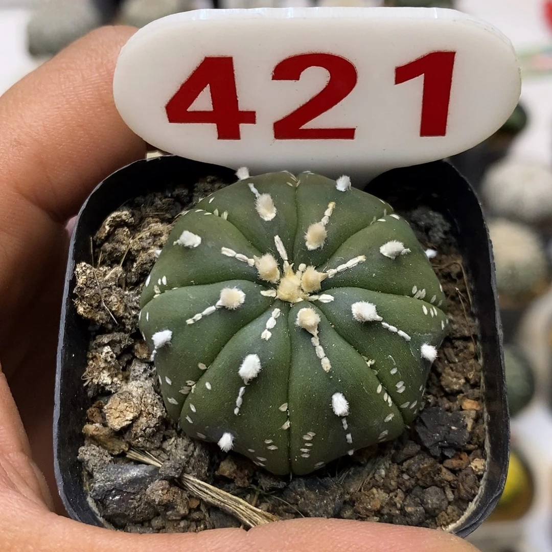 421福利特价来了哦亲