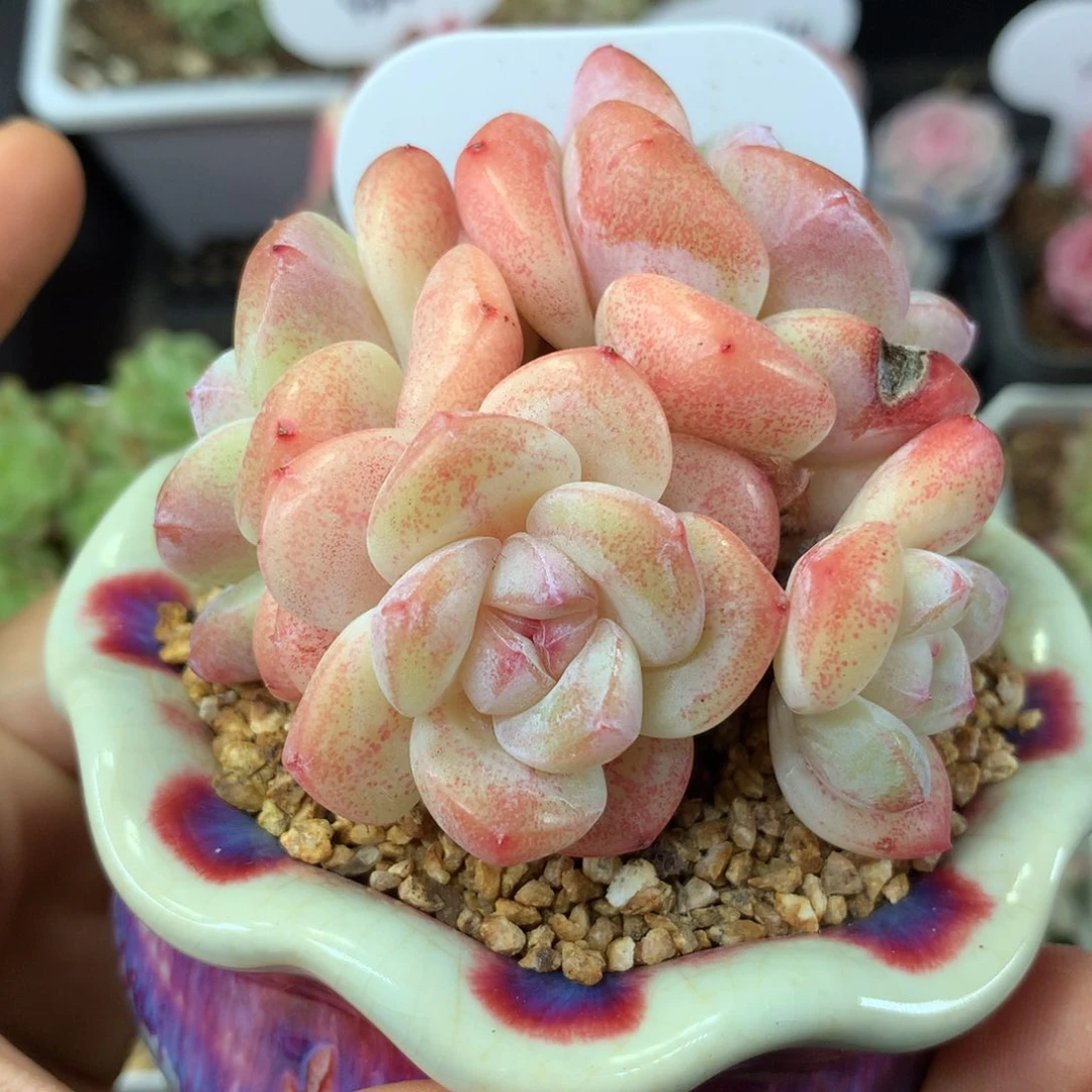 未**末糖心冰玉无砍群4941