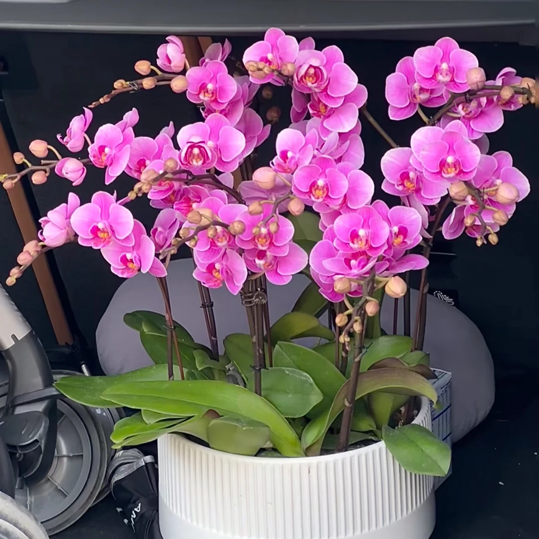 繁花说【3.0寸粉佳人】蝴蝶兰全花（5度以下拍保温棉）