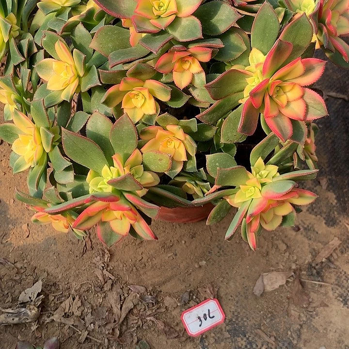 @*多肉植物艳日灰60号