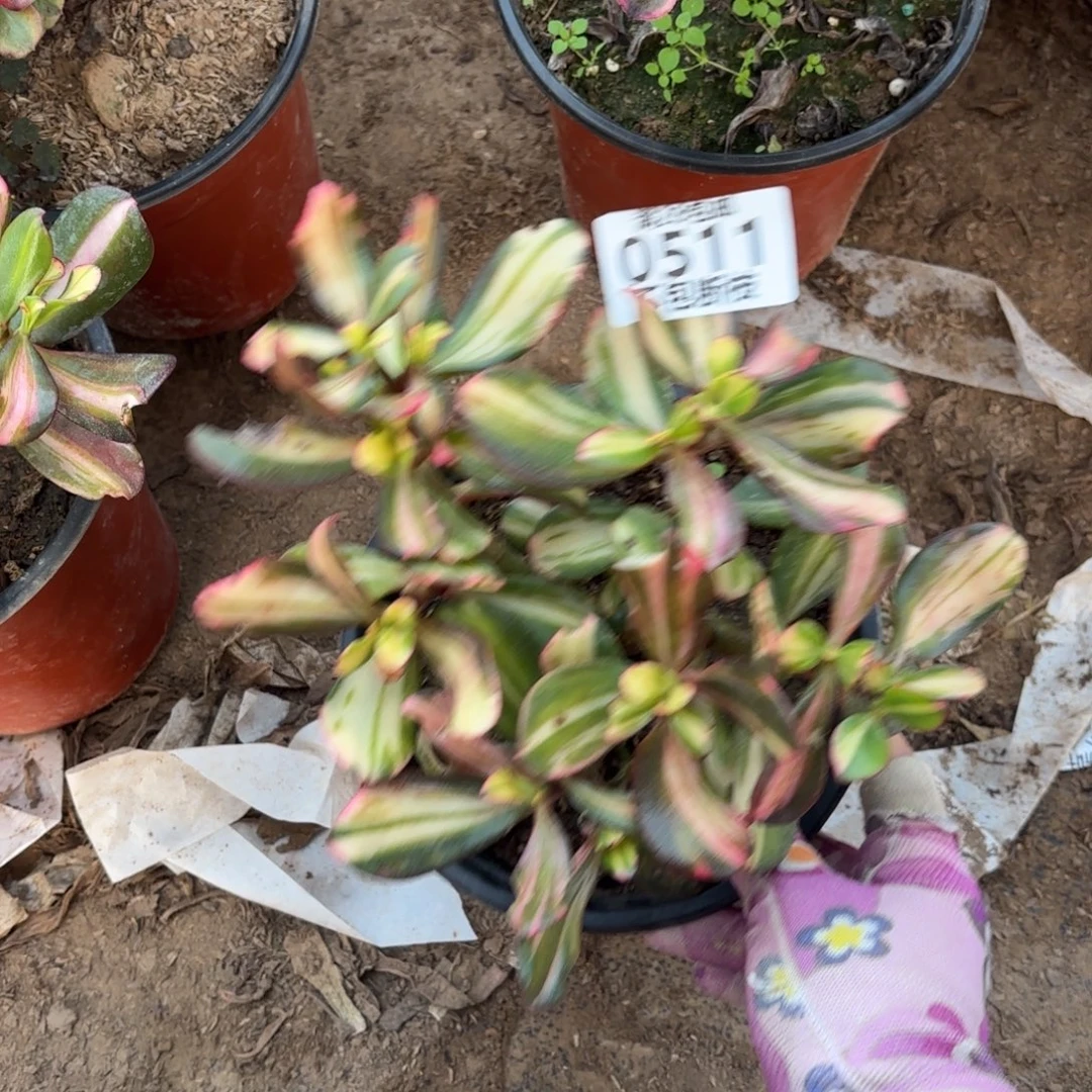 曾***往M. 511七彩碟多肉112233