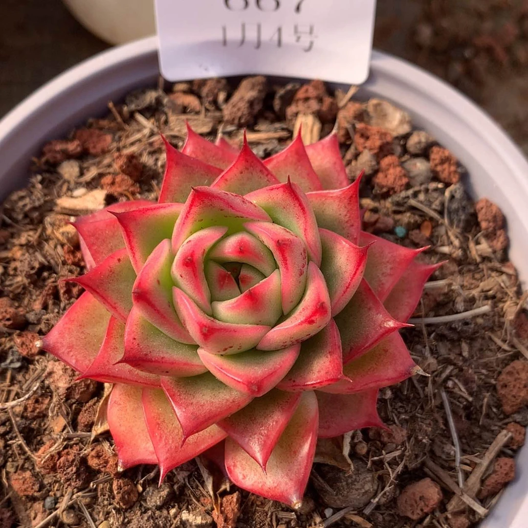 【闪购商品】云667号