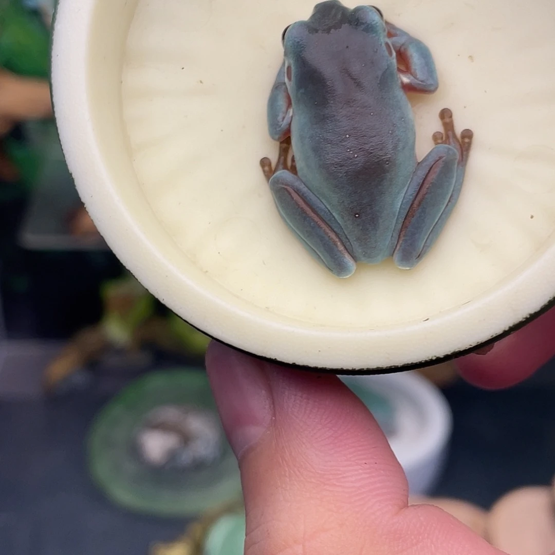 老爷树蛙9号靛蓝素皮