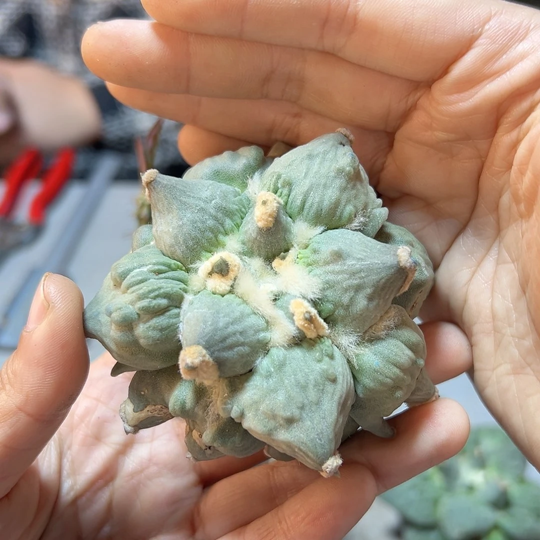 s***i30日12号蛋尤怒带叉7.9公分无根小瑕