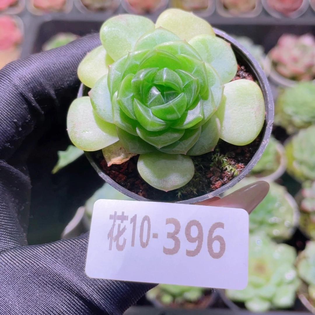 花利美10-396新品珍妮