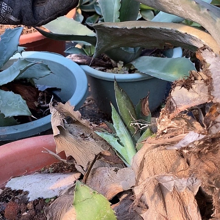武藏坊侧芽一颗。