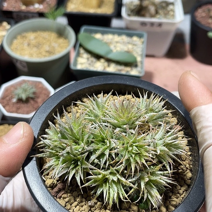 640玻利维亚坨坨凤