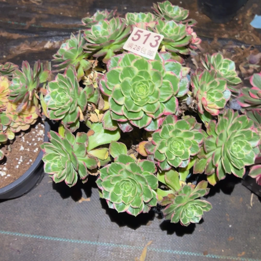 多肉植物513万花筒不包断枝