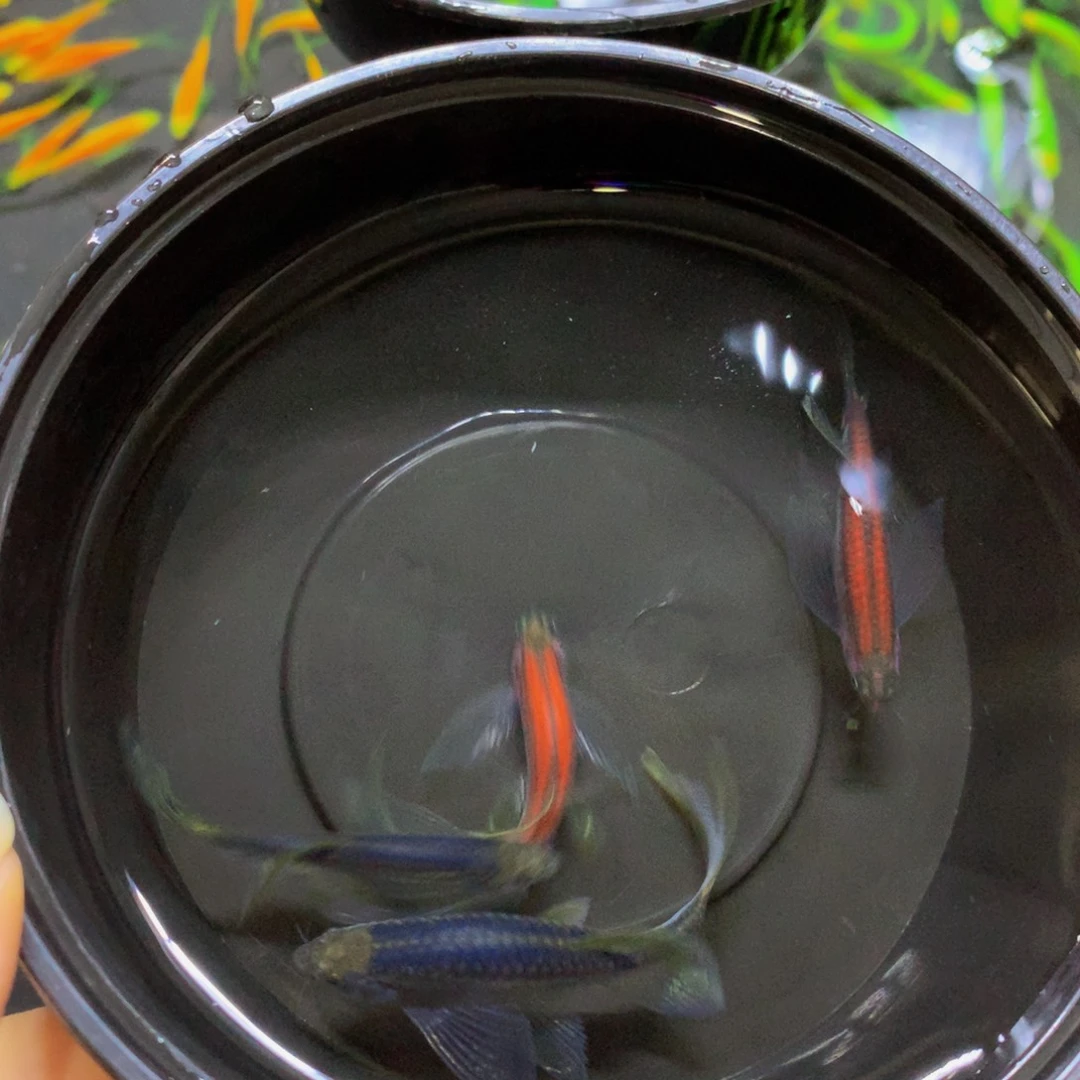 斑马鱼大号蝶翼斑马混搭4条（4-5厘米）