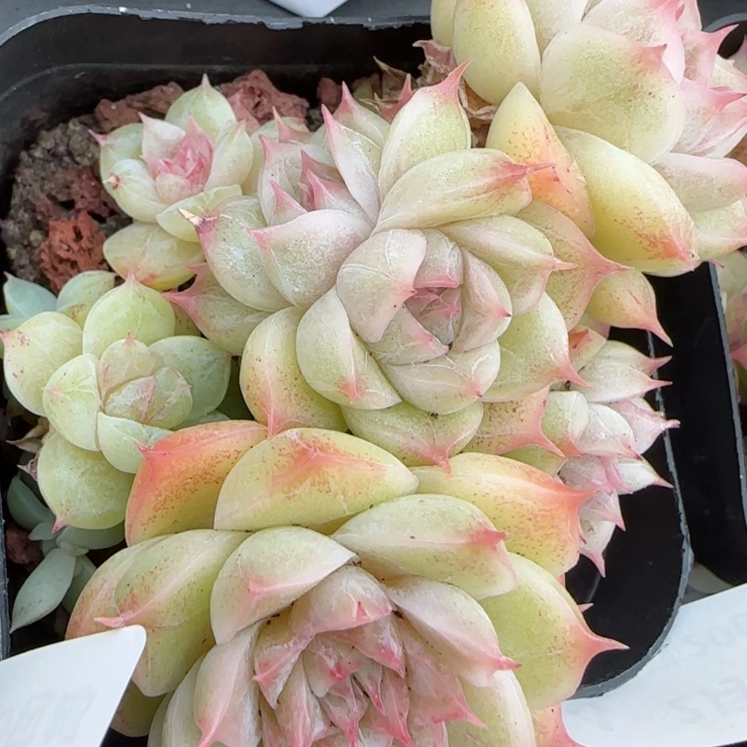 花语逸镜0208-404