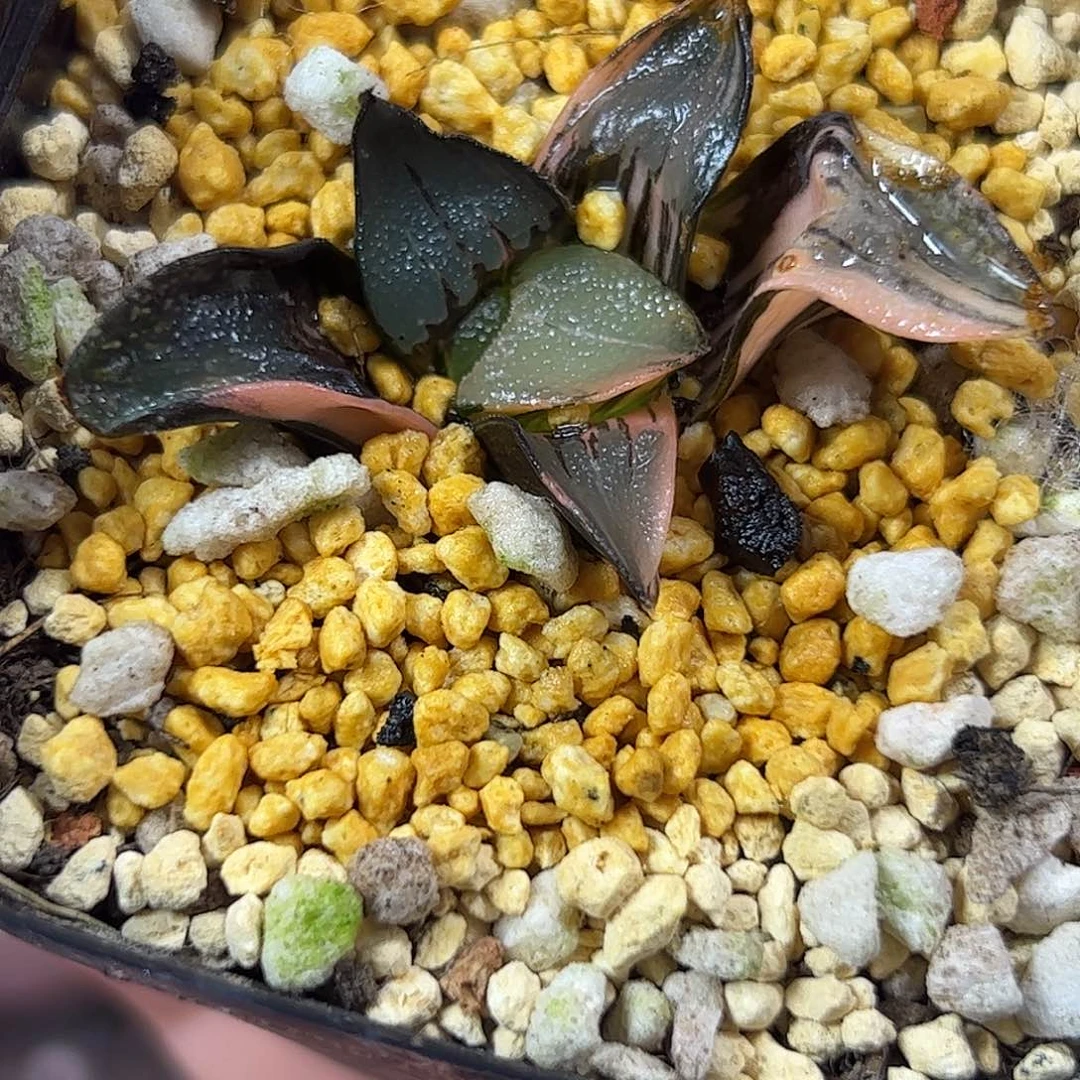 中岛克锦十二卷多肉植物