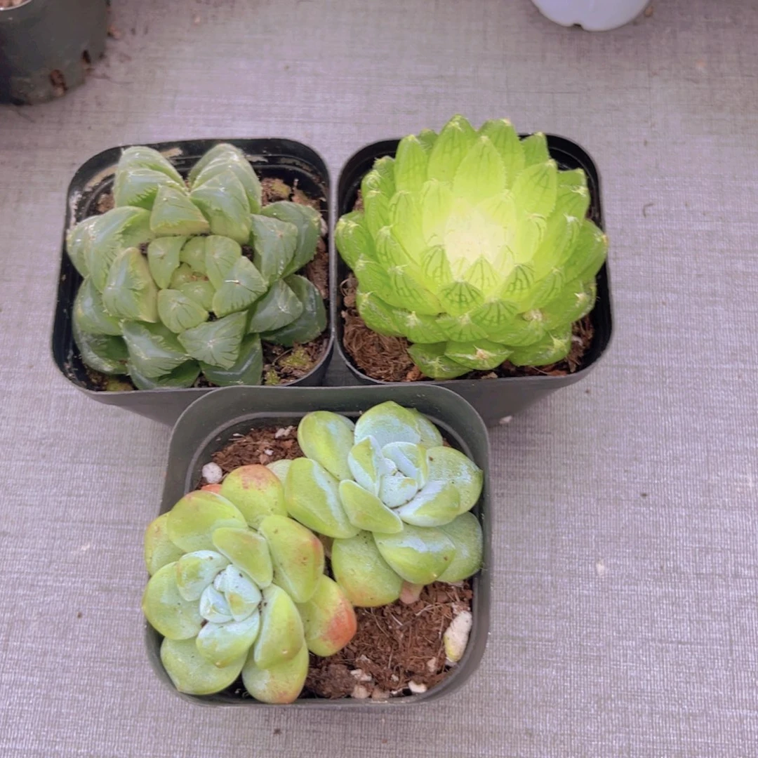 冰灯。 宝莲灯。冰玉多头