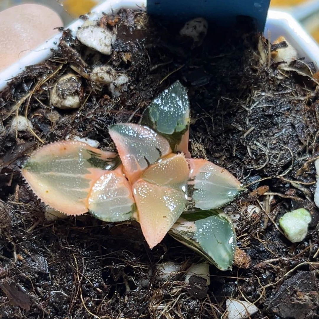 恭喜发财大吉大利756