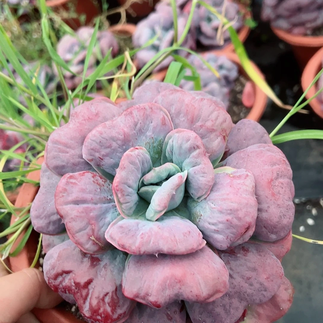 心之悦大单头老桩