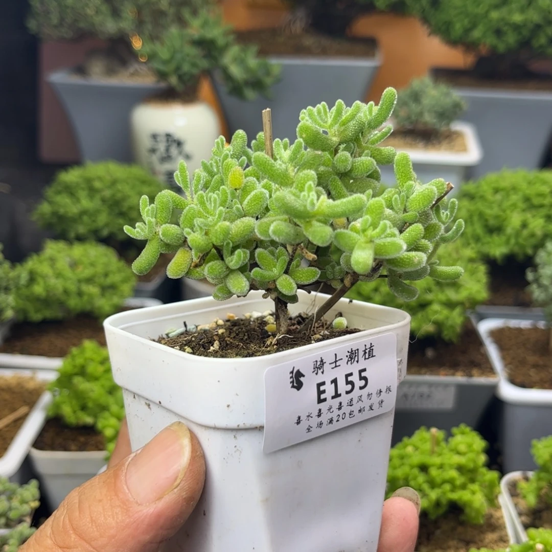 155优选冰晶枝干番杏