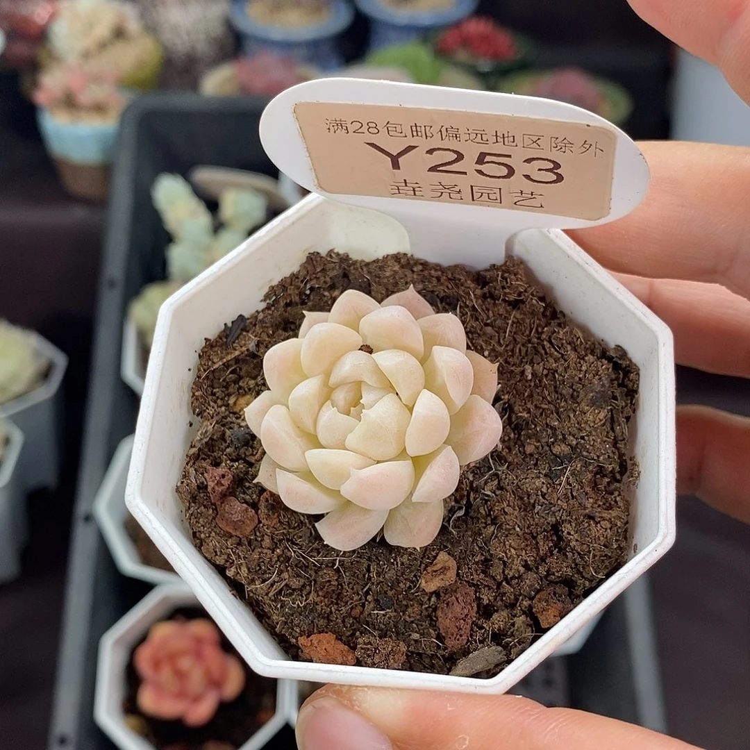 0253 白月影 3cm