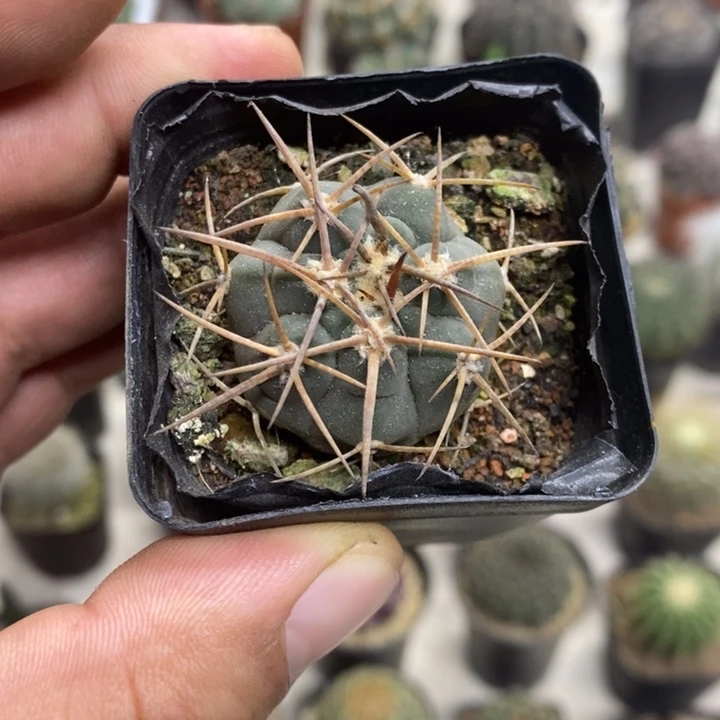 实生光临玉特价福利