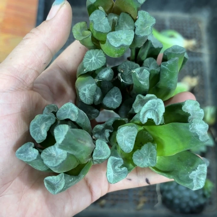 五颗裸根万象多肉植物