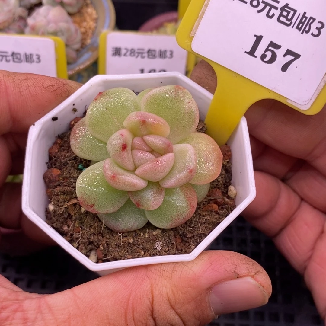 3157冰玉石化拉丝带锦