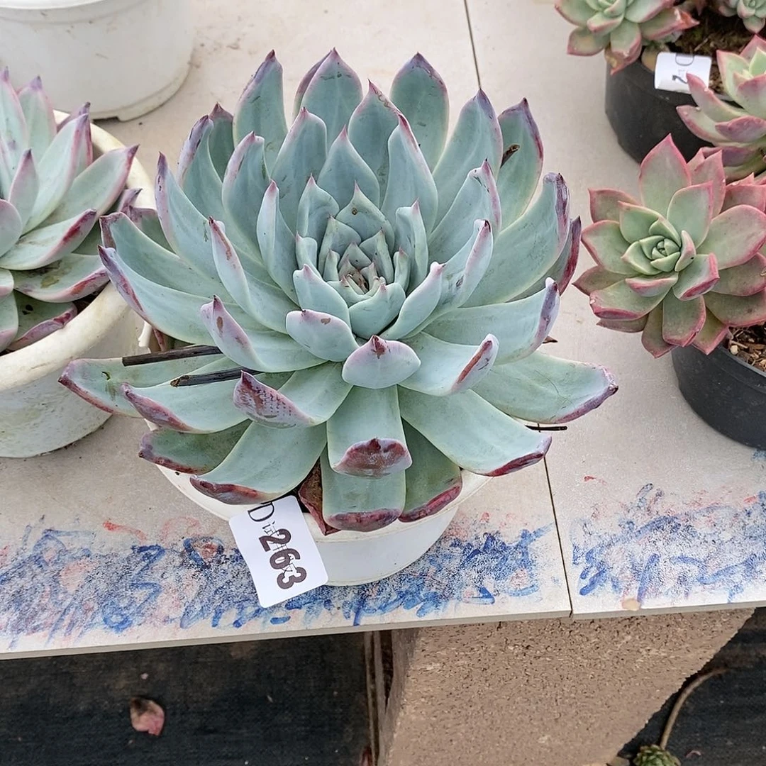?****?263紫卡多肉植物