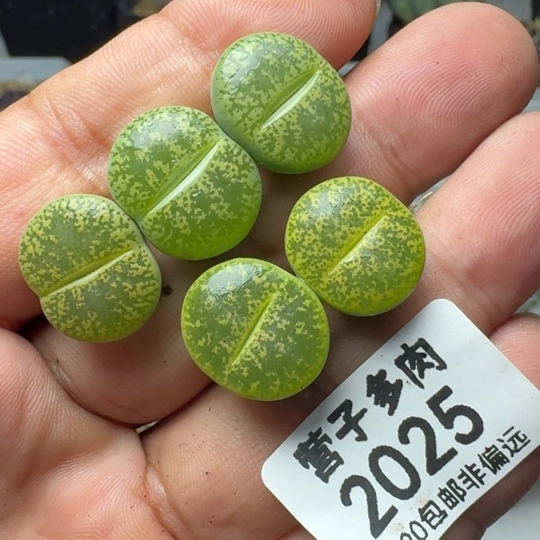 绿紫薰。