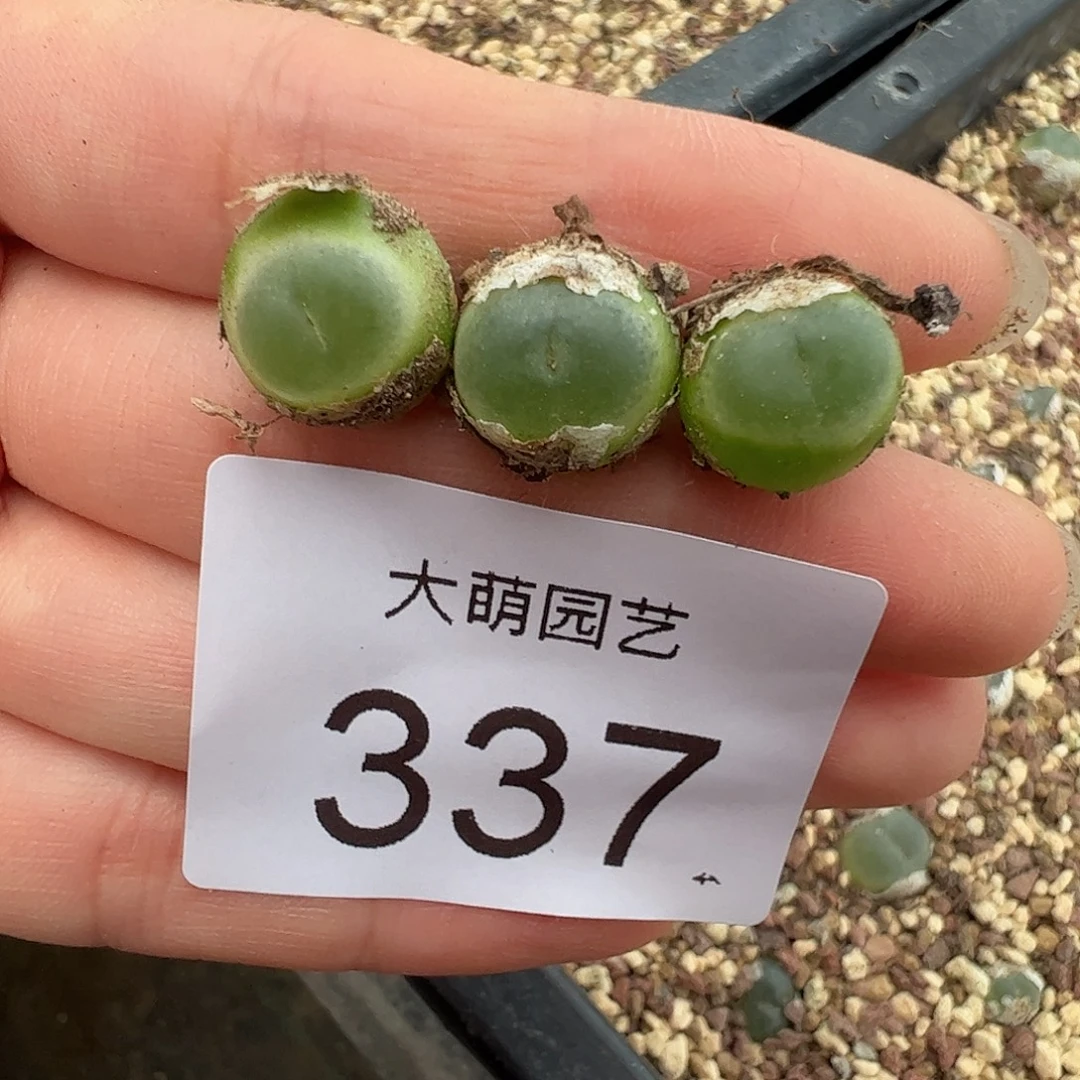 一物一拍。       337