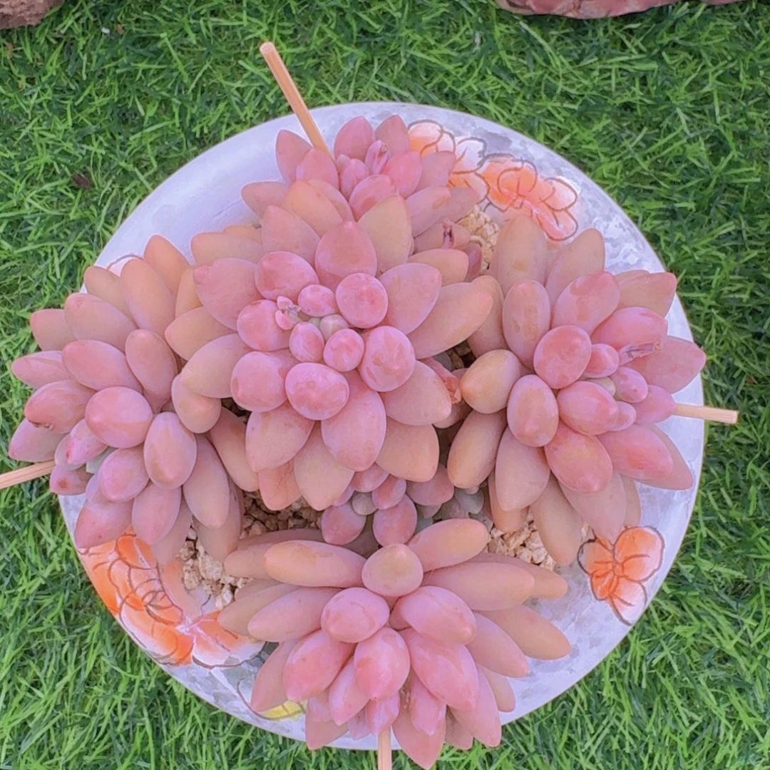 星黛露群生一物一拍