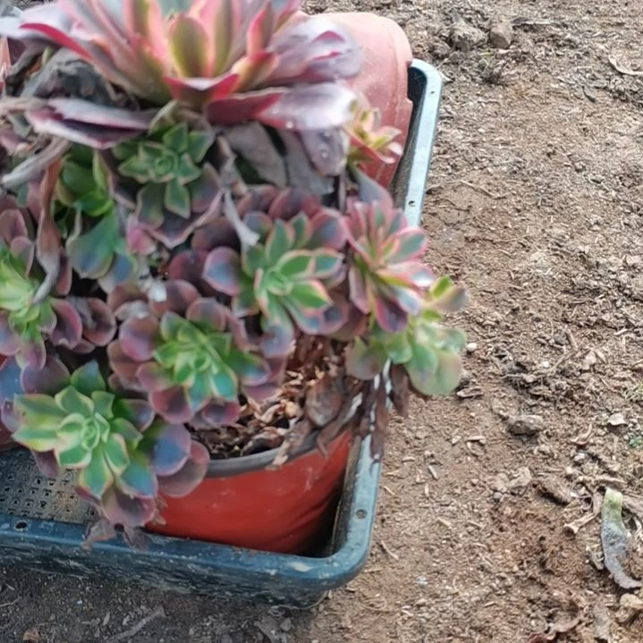 美杜莎法师多肉法师37