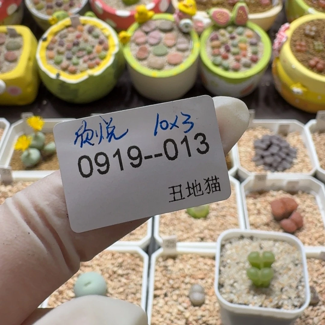贾***悦0919-013卷卷卷卷卷