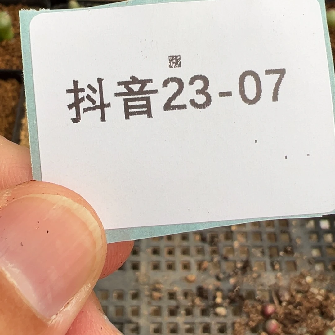 ✧****?23-07 1380b小红嘴多肉植物
