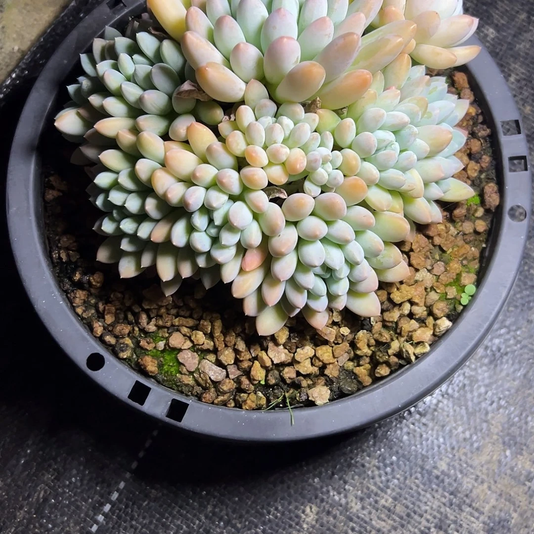 奶糖72。