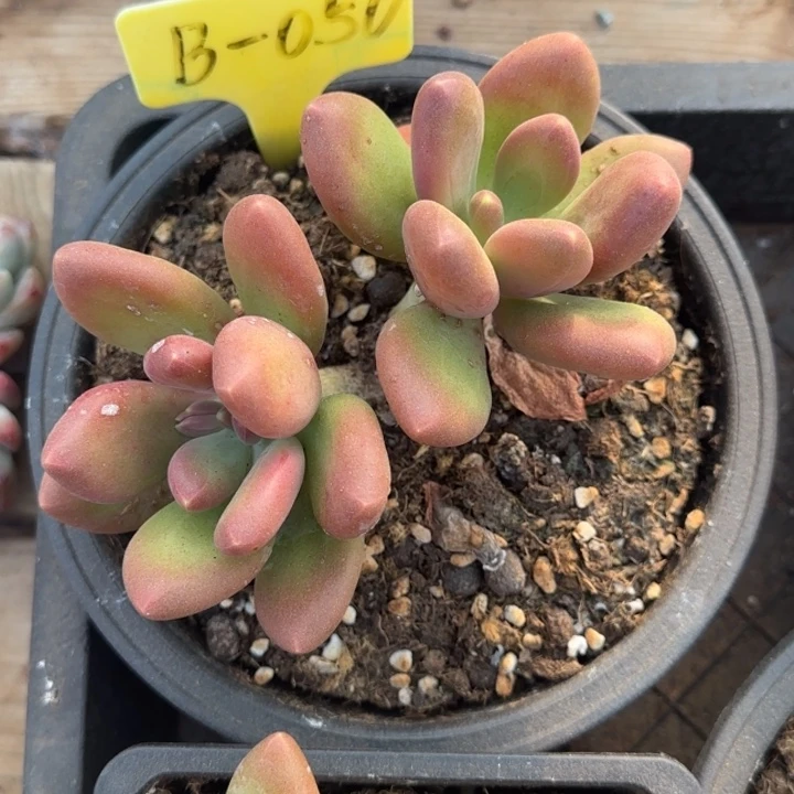 多***童兴兴园艺。芒果奶