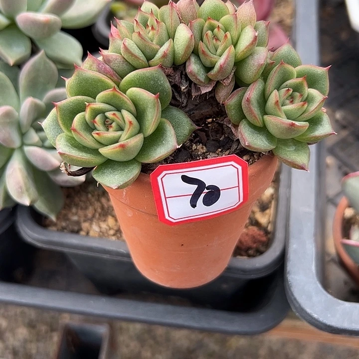 明***园一物一拍冰河世纪多肉带盆70