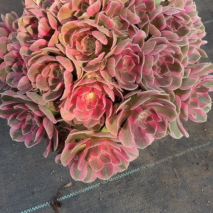 多肉植物粉女郎锦…………