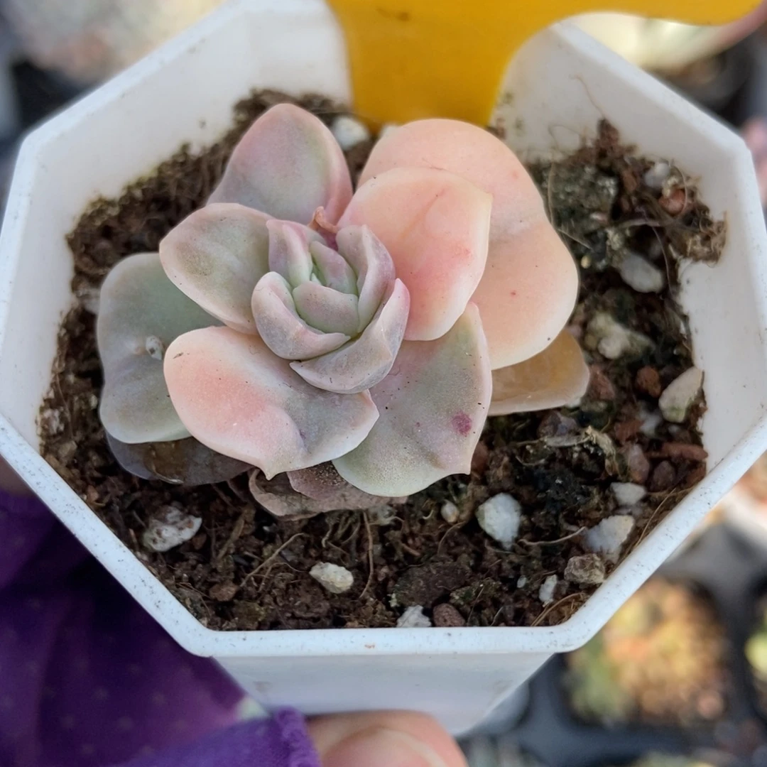 563可爱玫瑰锦多肉