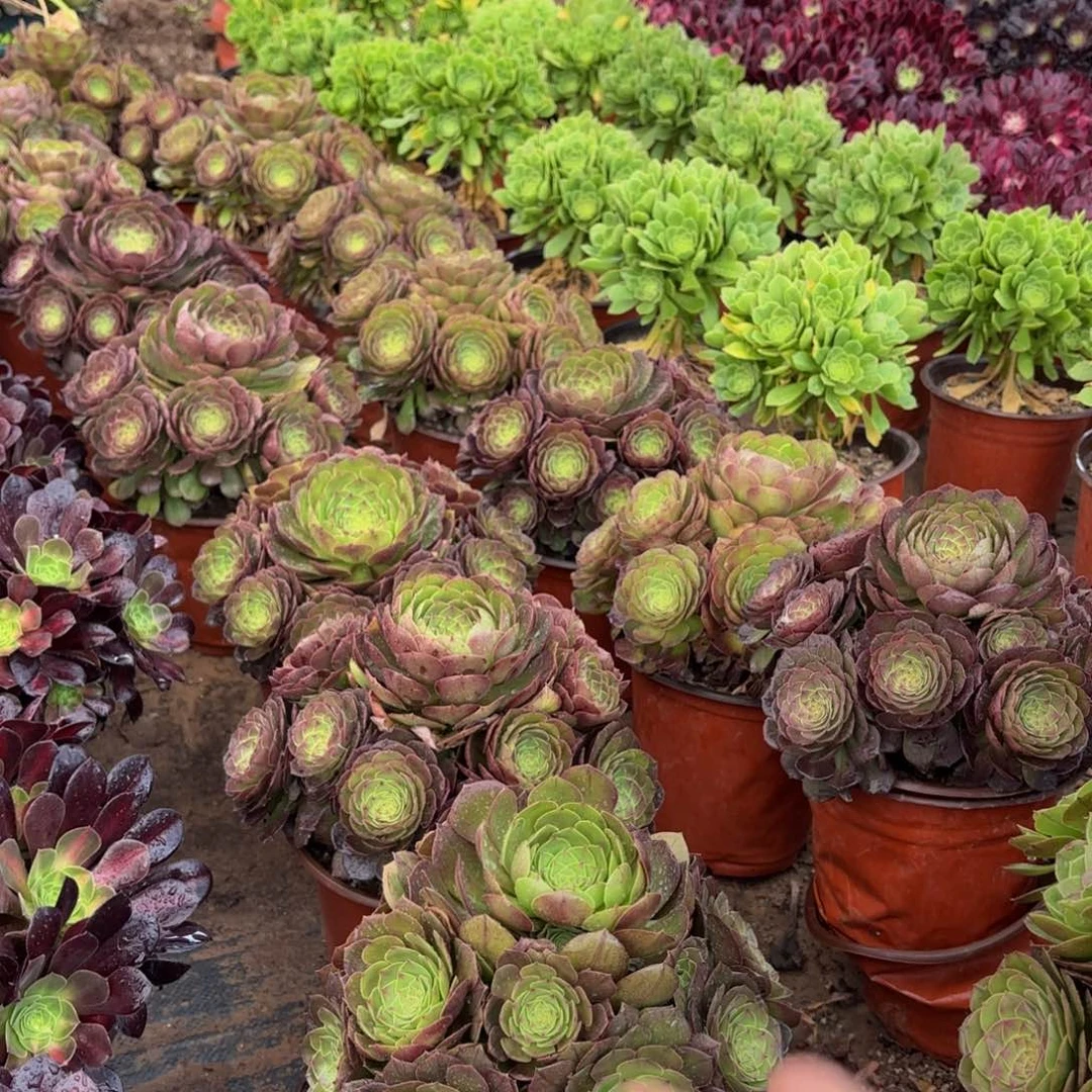 万圣节9.9木质法师