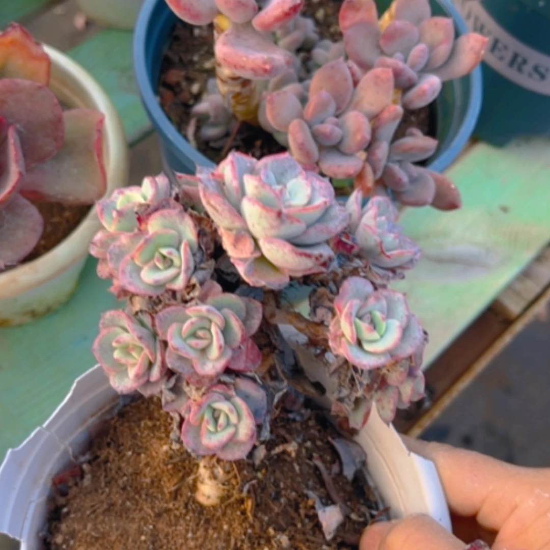【闪购商品】奶油黄桃15275