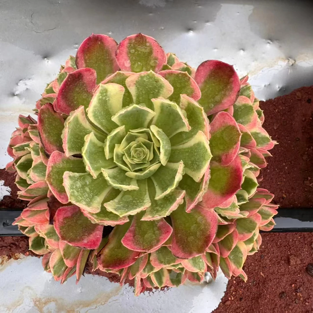 零花钱多肉    地栽雨花石法师  葡萄架    多肉植物