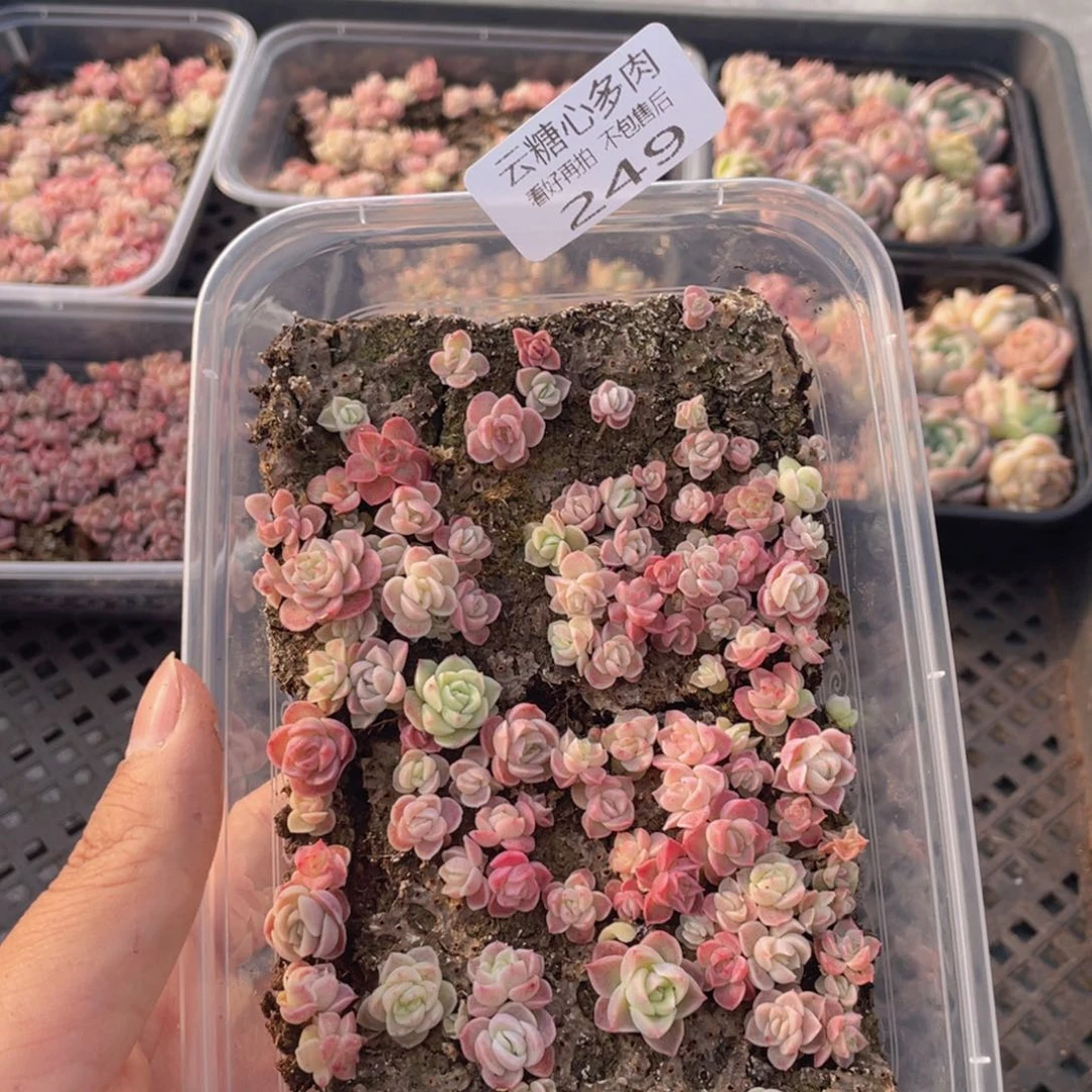 云糖心多肉植物249
