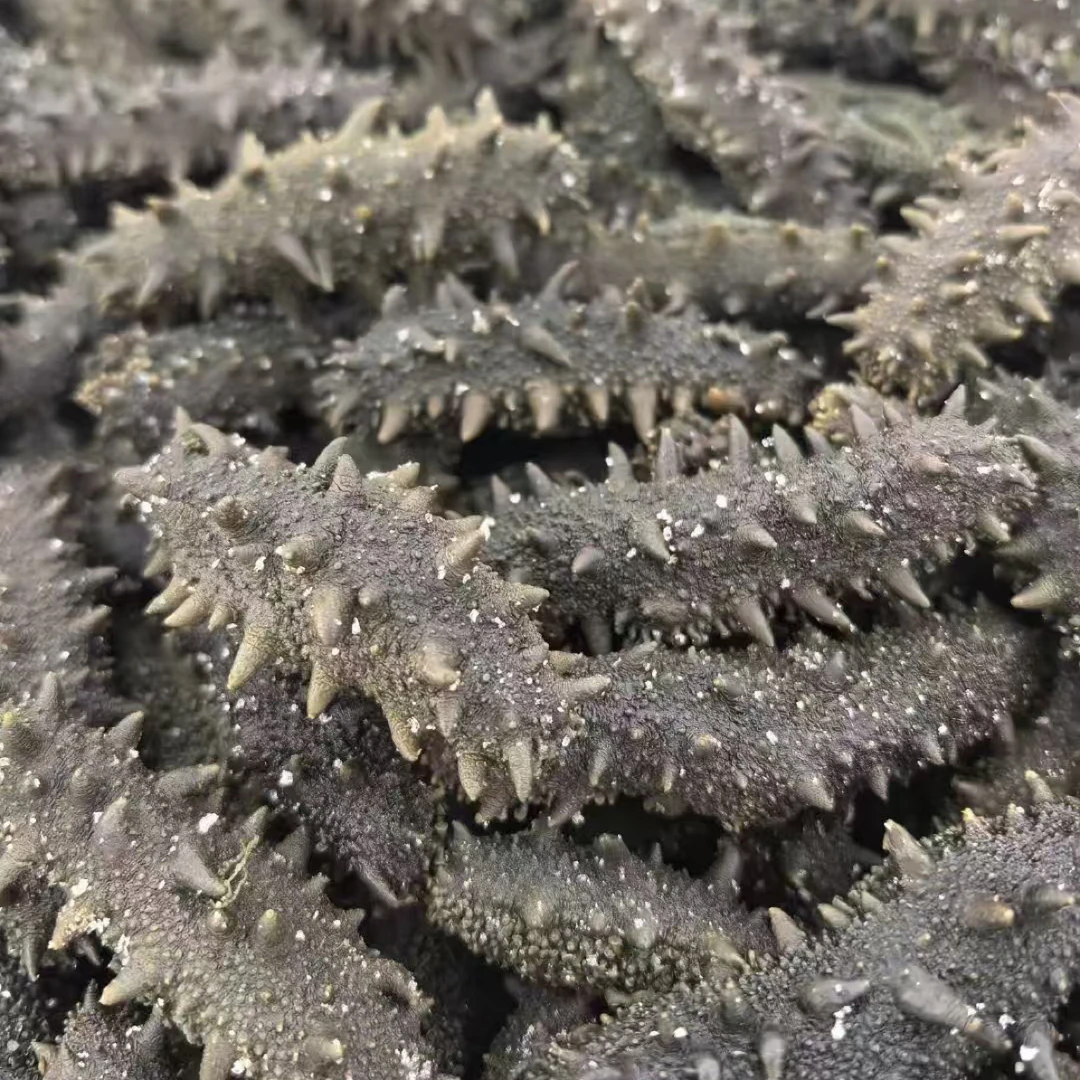 【纯手工无添加】大连拉缸盐海参中40-50头