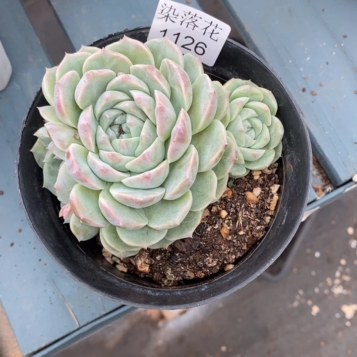 霸***蓉精品多肉植物1126