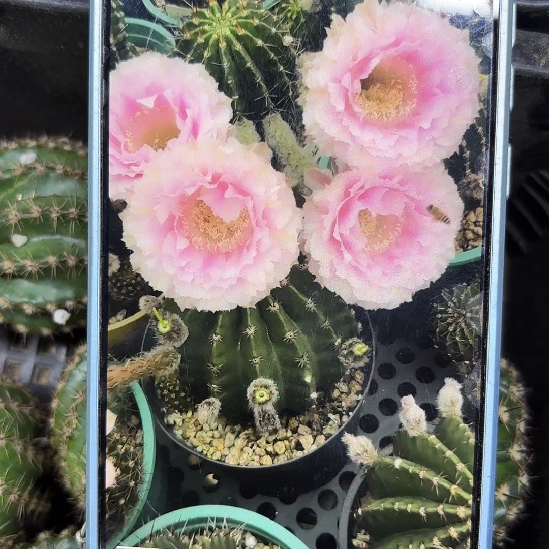 桃花落无根侧牙四左右13