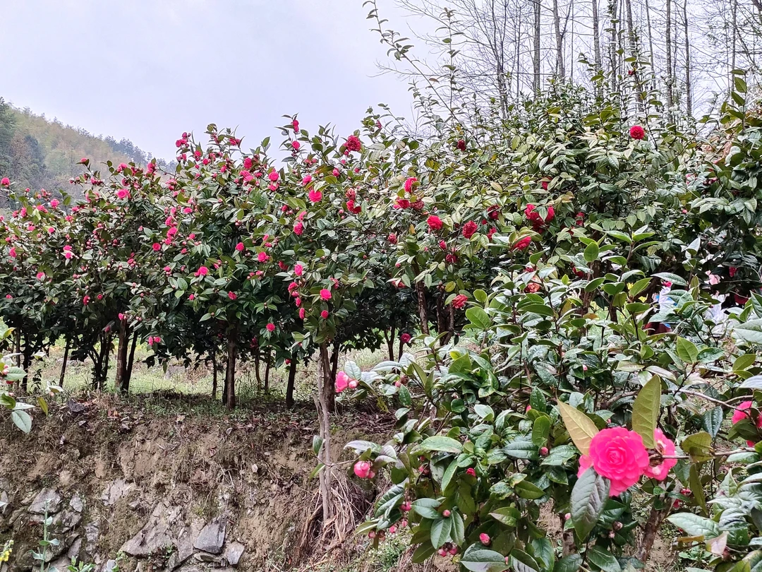 山茶花天香台阁小苗