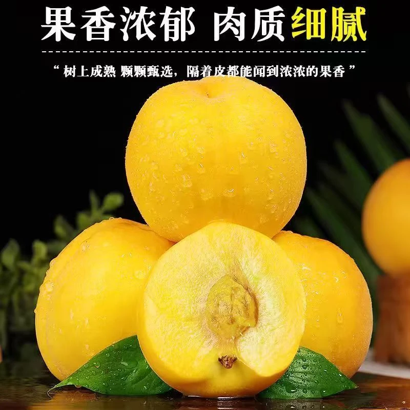 头茬黄金蜜黄桃当季水果正宗水蜜桃大果桃子脆甜孕妇现摘新鲜高山