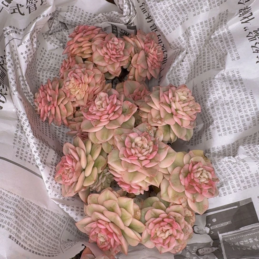 瑾***怡多肉植物的生长发育和生长发育