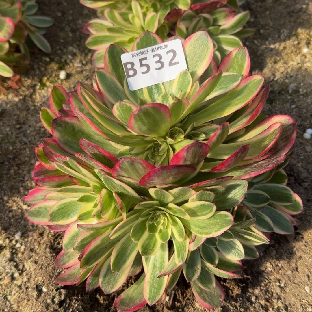 532云荷。多肉植物
